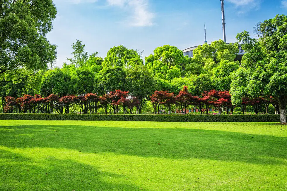 Preparing Your Landscape for the UAE Summer: Essential Tips for Thriving Gardens
