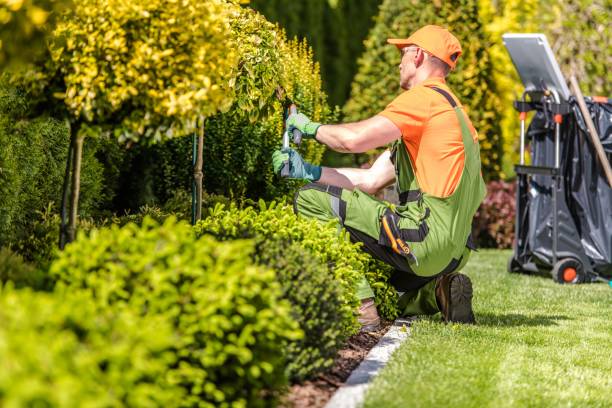The Ultimate Guide to Keeping Your Dubai Villa Garden Green All Year