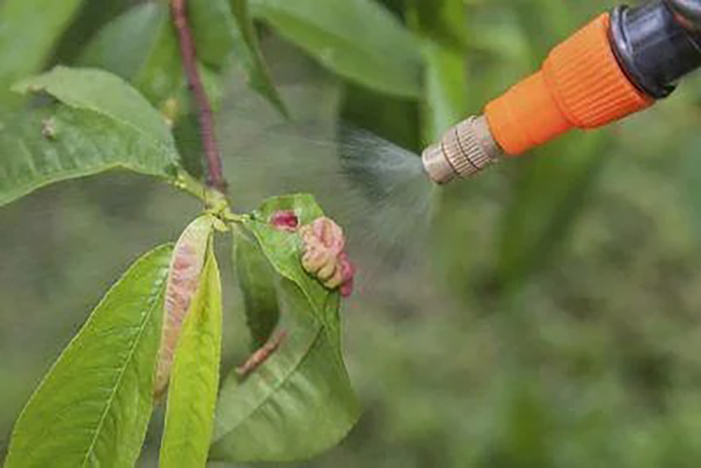 garden maintenance in Dubai
