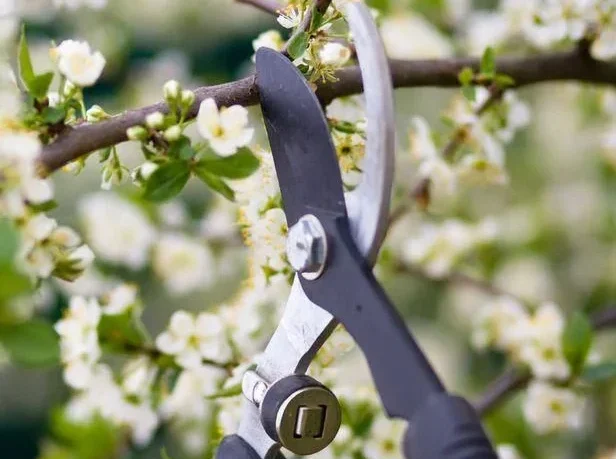 garden maintenance in Dubai